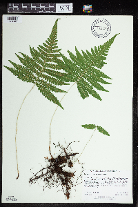 Image Associated With the Occurrence