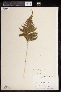 Image Associated With the Occurrence