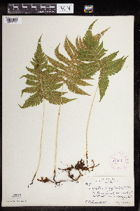 Image Associated With the Occurrence