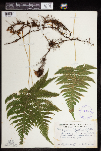 Image Associated With the Occurrence