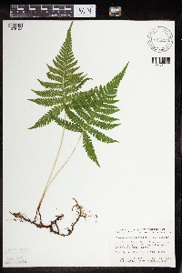 Image Associated With the Occurrence