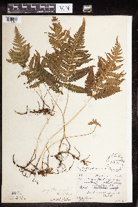 Image Associated With the Occurrence