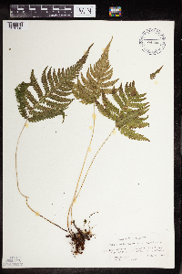 Image Associated With the Occurrence