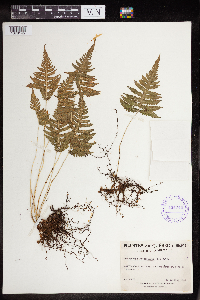 Phegopteris connectilis image