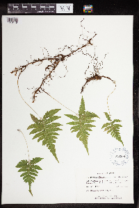 Phegopteris connectilis image