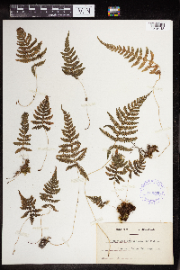 Phegopteris connectilis image