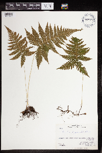 Phegopteris connectilis image