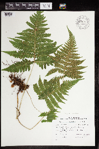 Phegopteris connectilis image