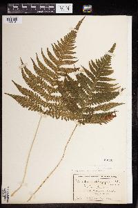 Phegopteris connectilis image