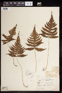 Phegopteris connectilis image