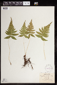 Phegopteris connectilis image