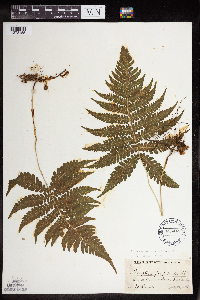 Phegopteris connectilis image