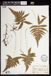 Phegopteris connectilis image