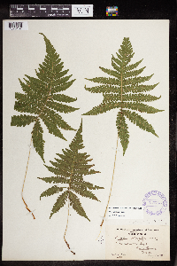 Phegopteris connectilis image