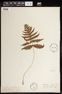 Phegopteris connectilis image