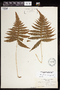 Phegopteris connectilis image