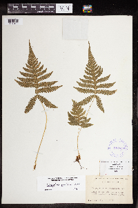 Phegopteris connectilis image