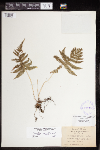 Phegopteris connectilis image