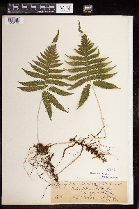 Phegopteris connectilis image