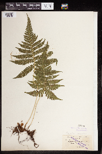 Phegopteris connectilis image