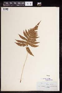 Phegopteris connectilis image