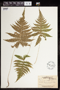 Phegopteris connectilis image