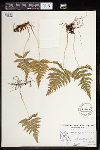 Phegopteris connectilis image