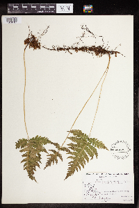 Phegopteris connectilis image