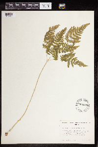 Phegopteris connectilis image