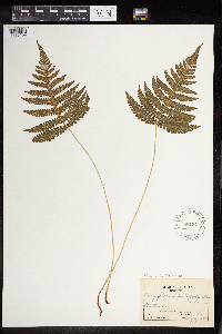 Phegopteris connectilis image