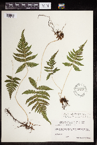 Phegopteris connectilis image