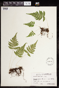 Phegopteris connectilis image