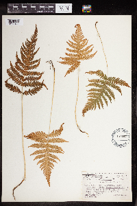 Phegopteris connectilis image