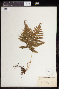 Phegopteris connectilis image