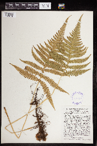 Phegopteris connectilis image