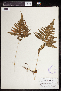 Phegopteris connectilis image