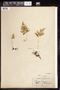 Phegopteris connectilis image