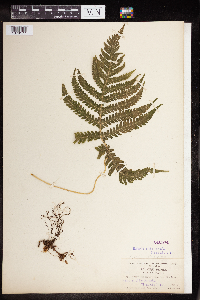 Phegopteris connectilis image