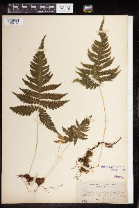 Phegopteris connectilis image