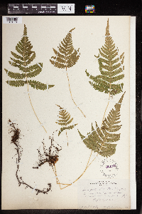 Phegopteris connectilis image