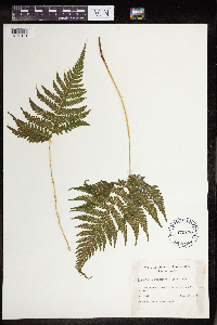 Phegopteris connectilis image