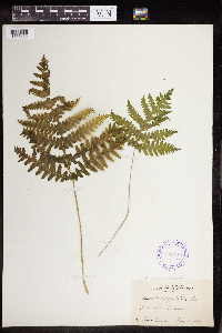 Phegopteris connectilis image