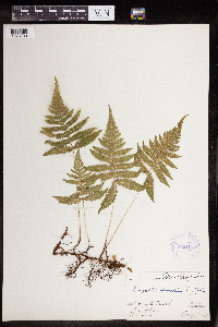 Phegopteris connectilis image