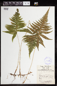 Phegopteris connectilis image