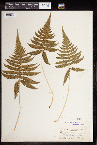 Phegopteris connectilis image