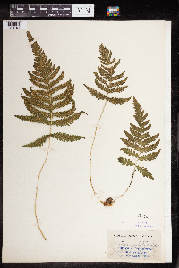 Phegopteris connectilis image