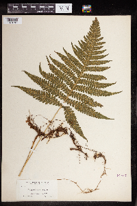 Phegopteris connectilis image