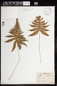 Phegopteris connectilis image