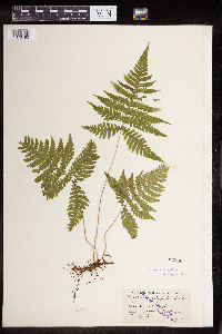 Phegopteris connectilis image