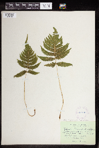 Phegopteris connectilis image